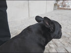Verstellbares Hundehalsband mit D-Ring