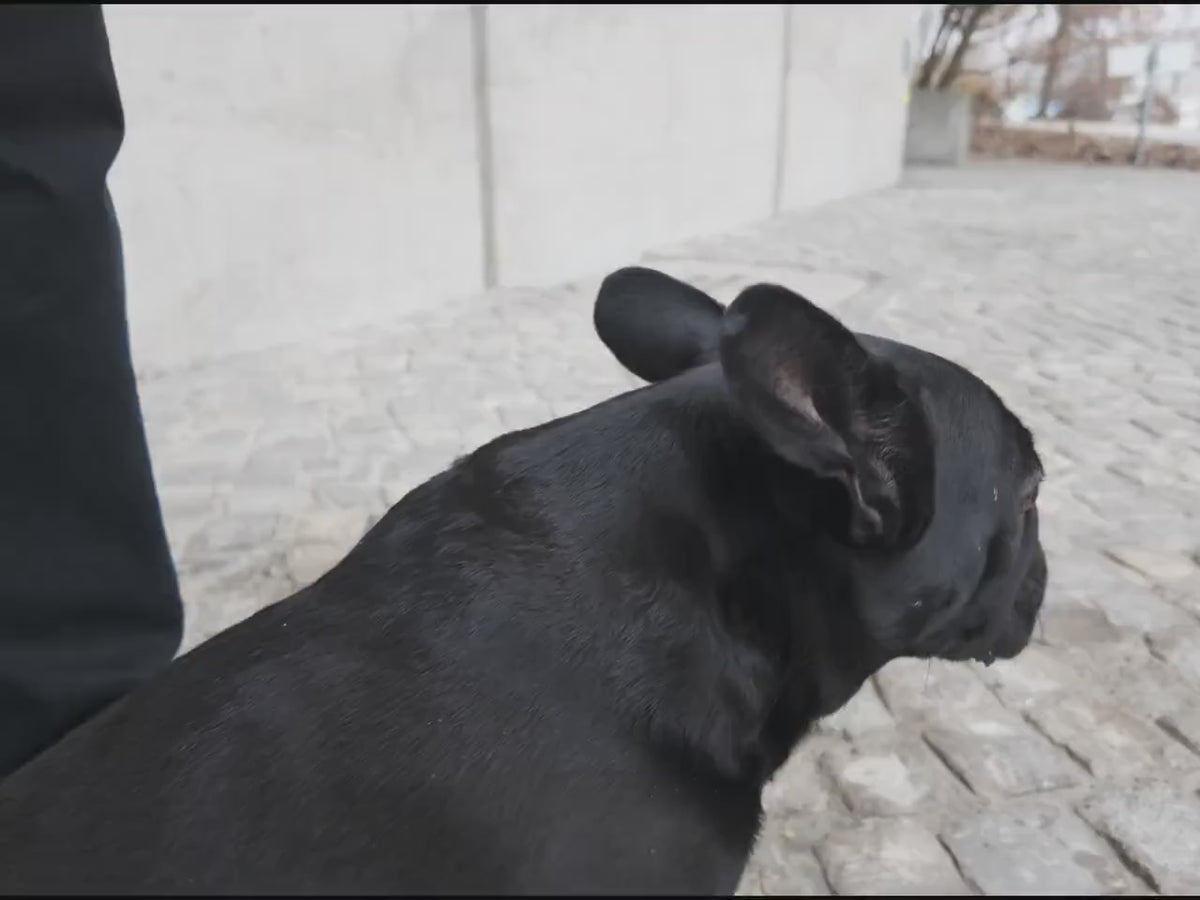 Verstellbares Hundehalsband mit D-Ring